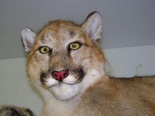 Imagen: Crappy Taxidermy